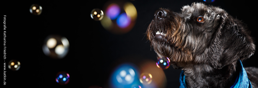 Hundeseele im Mittelpunkt - Tierpsychologin Susanne Rechtens Hund Baku schaut verträumt bunten Seifenblasen hinterher, er ist entspannt,
